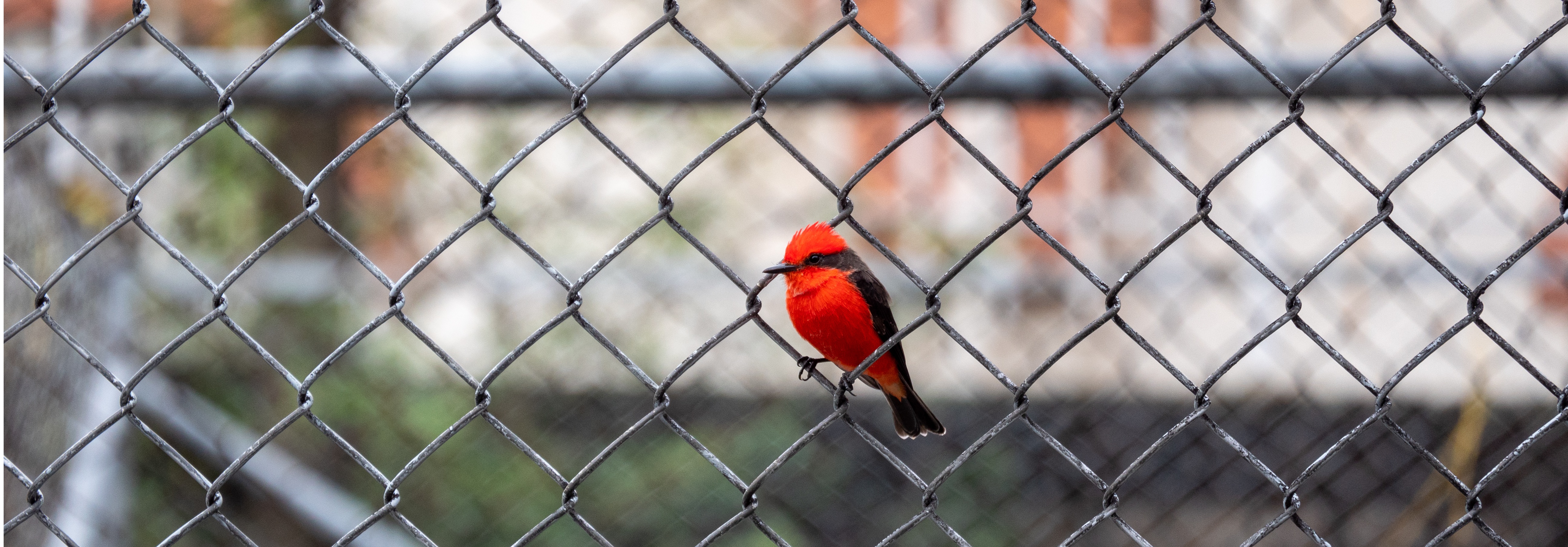 maly czerwony ptak wrobla pozuje kamery